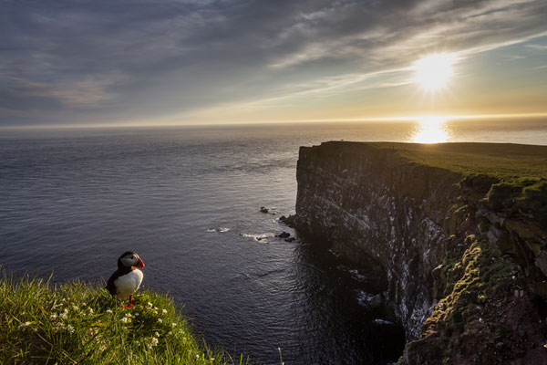 Puffin, Westfjords, Iceland