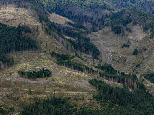 Kahlschlag, Clearcut, Holzfällung, Dolomiten