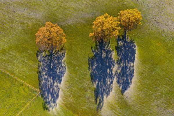 Luftaufnahme von Bäumen im Herbst, Pfaffenwinkel, Oberbayern, Bayern, Bayerische Alpen