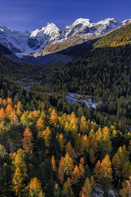 Morteratsch-Tal, Lärchen, Engadin, Schweiz