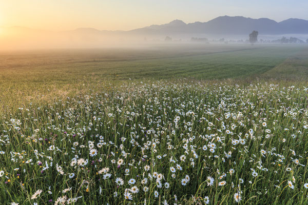 Blumen wachsen auf einer Wiese vor Bergen