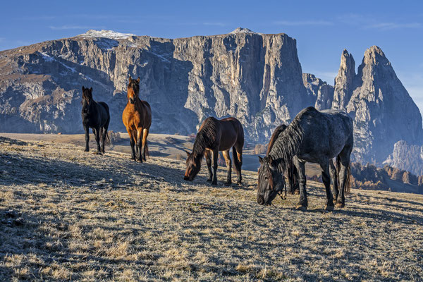 Pferde-Herde auf Alm, Seiser Alm, Südtirol, Dolomiten, Italien