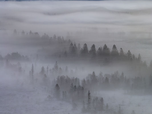Nebel und Bäume bei Schnee