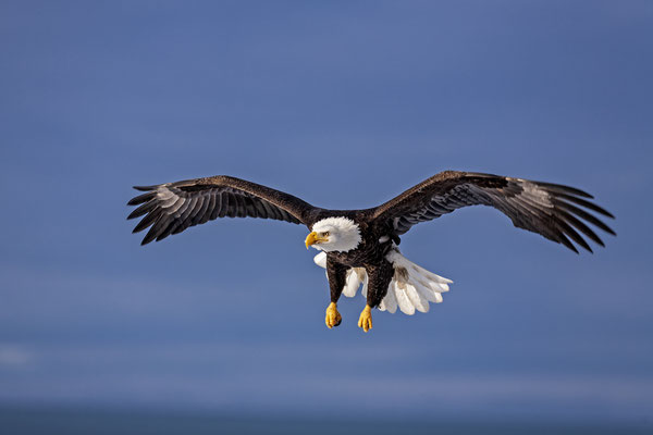 Weißkopfseeadler, fliegend, Alaska, USA