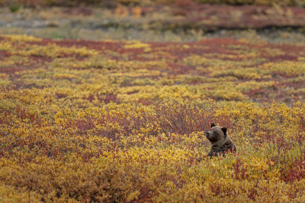 Braunbär, sitzend in Tundra, Yukon, Kanada