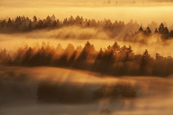 Nebel und Bäume bei Sonnenaufgang