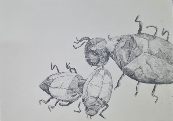Käfer  1998 29,7 x 42