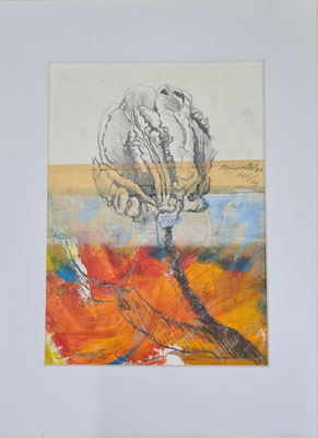 Tulpe orange
