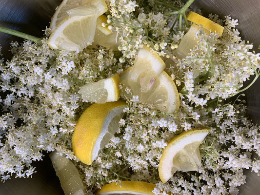 Holunderblüten Sirup wird hergestellt.