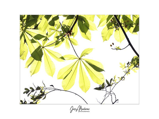 Songe de printemps