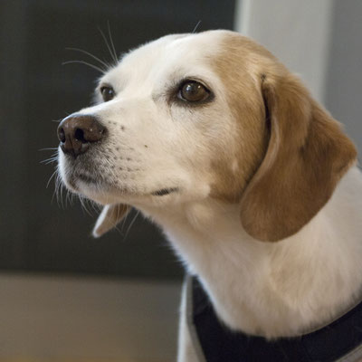 Praxis für Ergotherapie, Obergass 20, Stein am Rhein, Therapiehund, Julie Dehay