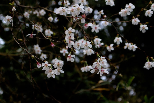 3月　自生する彼岸桜。3月初め頃から早く咲きました。津森山