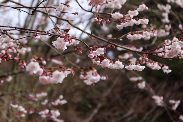 3月　八重の彼岸桜と聞きました。