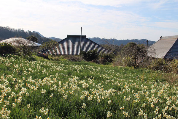 2月　八雲神社前の水仙　2020年は開花が遅く、2月まで楽しめました。