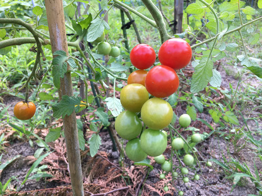 庭のミニトマト