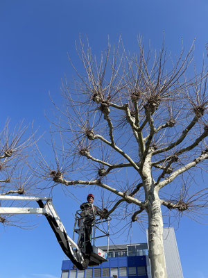 Eberhard Gartenbau Ag Kloten Gartenunterhalt 