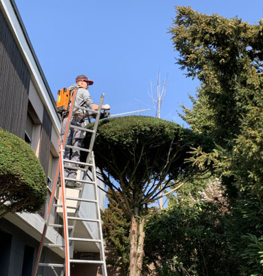 Eberhard Gartenbau AG Kloten, Gartenunterhalt, Schneidarbeiten, Heckenschere, Taxus 