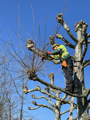 Eberhard Gartenbau Ag Kloten Gartenunterhalt 