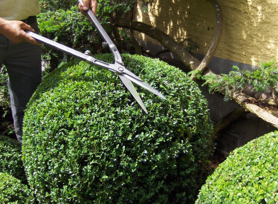 Buxus schneiden Eberhard Gartenbau AG Kloten