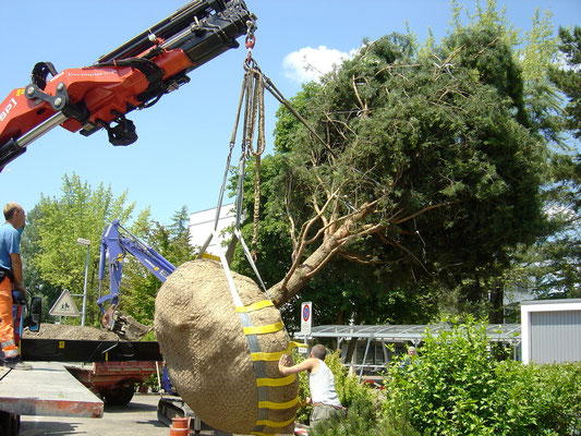 Eberhard_Gartenbau_AG, 8302 Kloten Baumpflanzungen