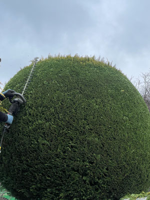 Eberhard Gartenbau AG Kloten, Hecken und Fromschnitt