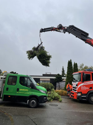  Eberhard Gartenbau AG Kloten, Kranarbeiten, Fällarbeiten, 