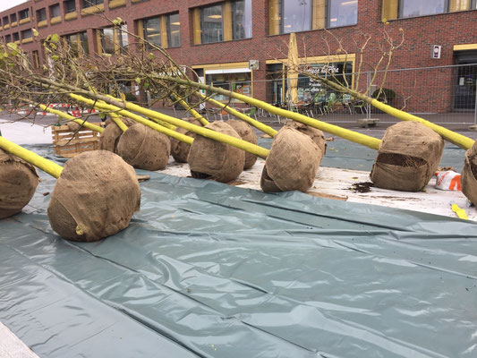  Eberhard Gartenbau AG Kloten, Stadtplatz Kloten