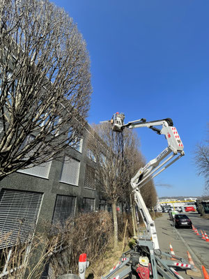  Eberhard Gartenbau AG Kloten, Rückschnitt von Hainbuchen, Carpinus betulus Fastigiata