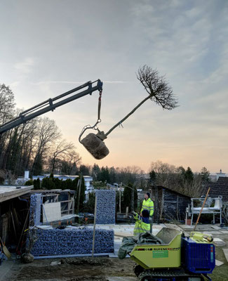 Eberhard Gartenbau AG Kloten, Schirmplatane mit Krantransport 