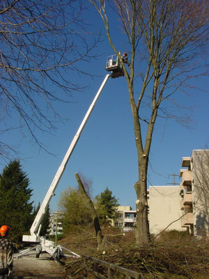 Eberhard Gartenbau AG, Fällarbeiten mit Hebebühne