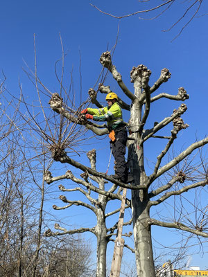  Eberhard Gartenbau AG Kloten, Platanen schneiden 