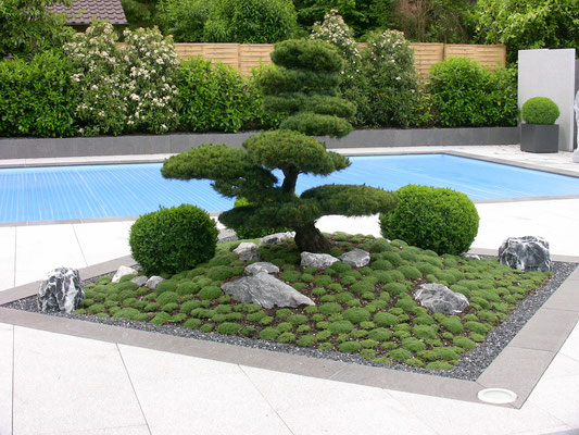 Bonsai, Thymian, Buxus, Eberhard_Gartenbau_AG, 8302 Kloten