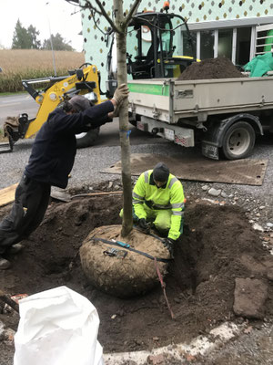 Eberhard Gartenbau AG Kloten, Pflanzarbeiten