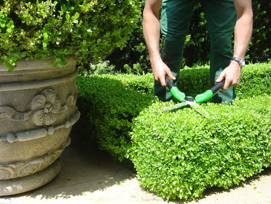 Einfassungsbuchs schneiden Eberhard Gartenbau AG Kloten