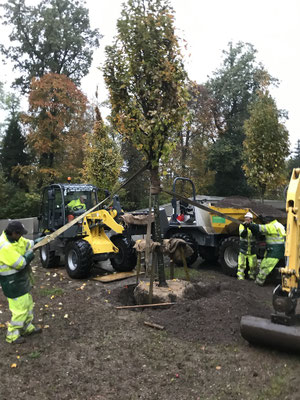 Eberhard Gartenbau Ag Kloten Gartenunterhalt 