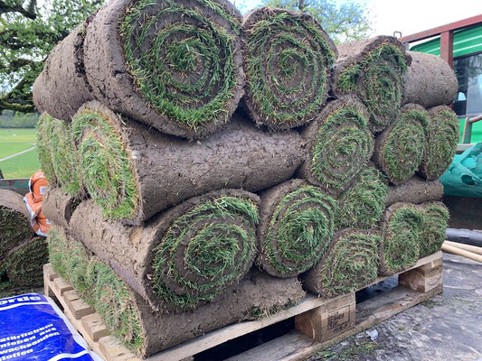  Eberhard Gartenbau AG Kloten, Rollrasen