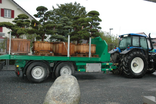 Bonsaitransport nach Dübendorf, Eberhard Gartenbau AG Kloten 
