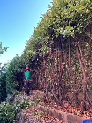 Eberhard Gartenbau AG Kloten, Schneidarbeiten