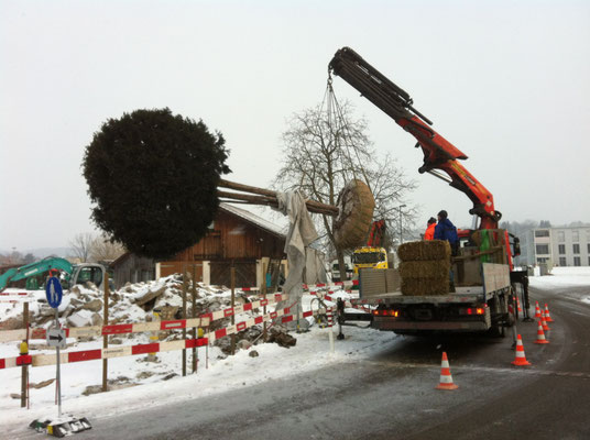Transporte von grossen Pflanzen, Eberhard Gartenbau AG Kloten