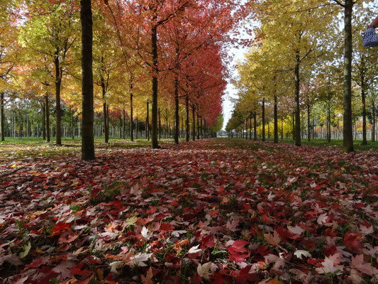 Eberhard Gartenbau Ag Kloten Gartenunterhalt 