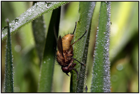 Mouche des bœufs