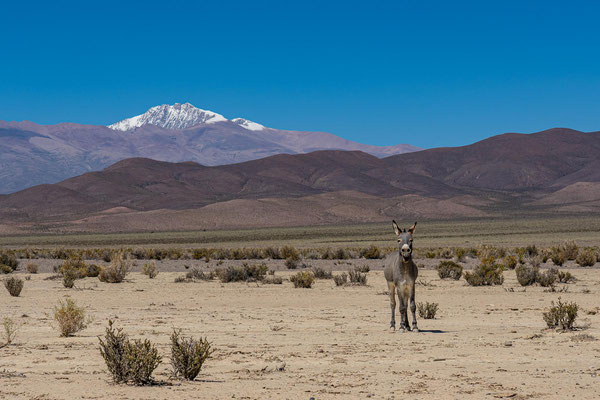 Esel auf dem Weg von Salinas Grandes nach San Antonio de los Cobres