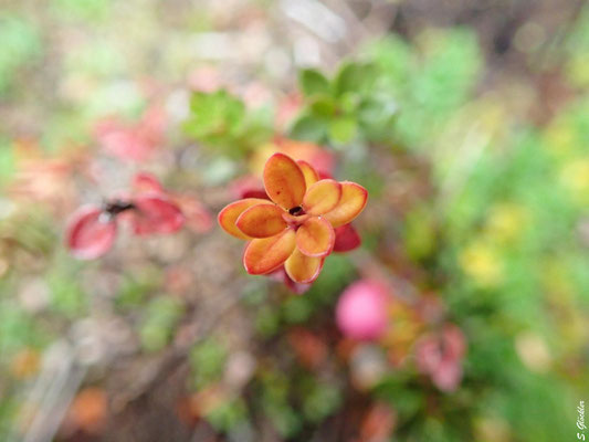 Blumen in Patagonien: minimalistische Farbtupfer