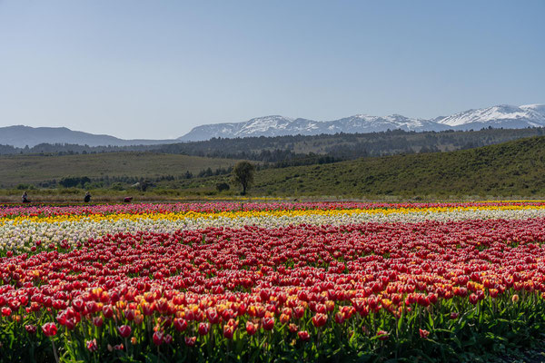 Farbenfrohes Patagonien: Tulpenblüte in Trevelin im Oktober