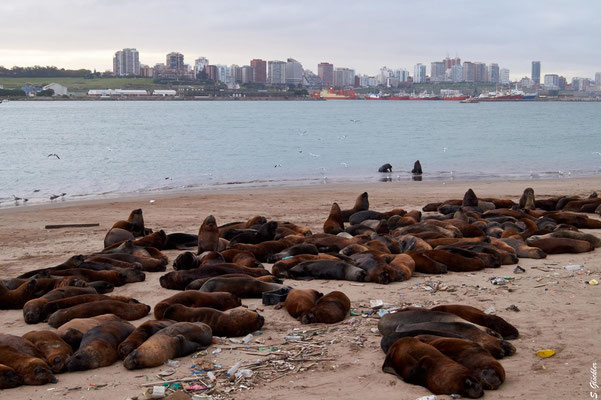 Seelöwenkolonie am Hafen von Mar del Plata