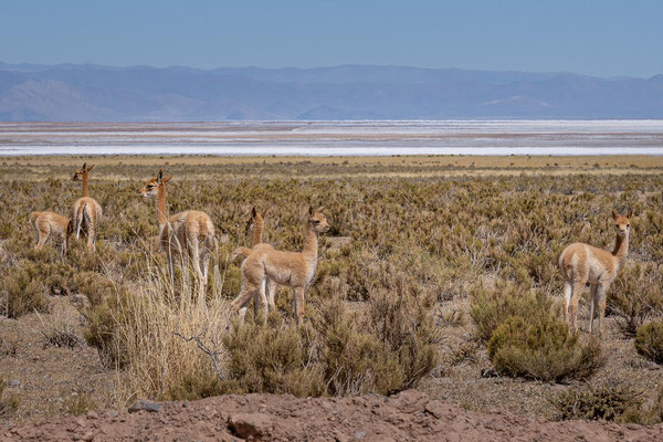 Vikunjas auf dem Weg von Salinas Grandes nach San Antonio de los Cobres