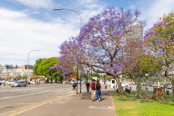 Der Jacaranda blüht im November