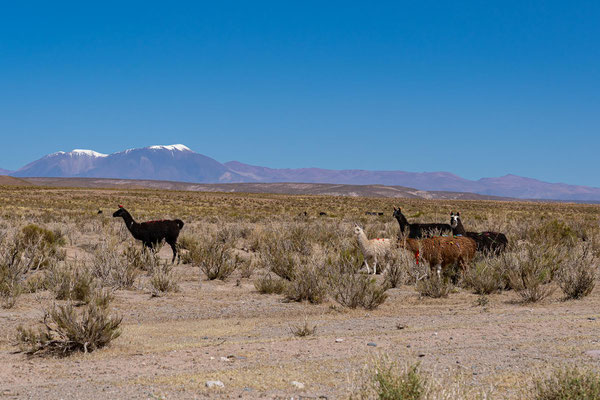  Lamas auf dem Weg von Salinas Grandes nach San Antonio de los Cobres