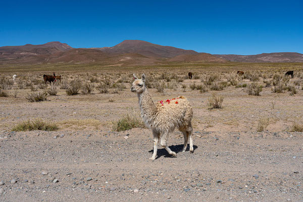  Lamas auf dem Weg von Salinas Grandes nach San Antonio de los Cobres