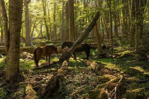 Pferde im Lenga-Märchenwald